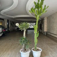 افوربیا|گل و گیاه طبیعی|تهران, پردیسان|دیوار