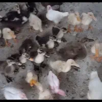 جوجه اردک  وجوجه مرغ
