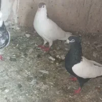 کبوتر|پرنده|اندیمشک, |دیوار