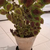 گل طبیعی با گلدان