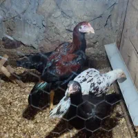 جوجه لاری ۵ ماهه