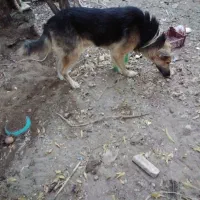 سگ ژرمن|سگ|درمیان, |دیوار