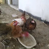 مرغ و خروس|حیوانات مزرعه|مشکین‌دشت, |دیوار