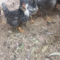 تخم مرغ گلین|حیوانات مزرعه|شیراز, سلطان آباد|دیوار