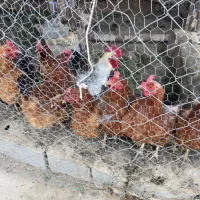 فروش یک عدد خروس