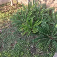 فروش فوری گل سیکاس