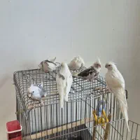 عروس هلندی جفت به همراه جوجه