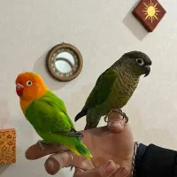 گرینچیک و کوتوله دستی