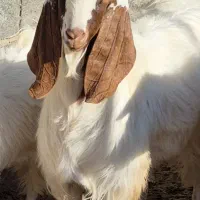 نربز یکساله پاکستانی|حیوانات مزرعه|نیمبلوک, |دیوار