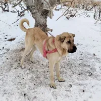 سگ پژدر از نسل قصاب