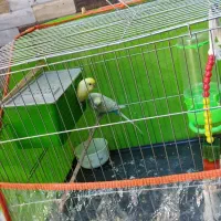 مرغ عشق رینبو....