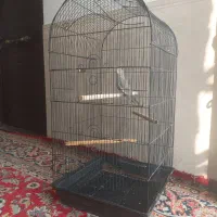 عروس هلندی با قفس بزرگ|پرنده|شریفآباد, |دیوار