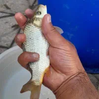 فروش بچه ماهی امور و کپور خوزستان درشت کوهاندار