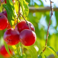 پیشفروش نهال شلیل رفعتی|خدمات باغبانی و درختکاری|بومهن, |دیوار