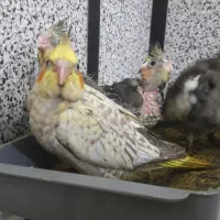 فروش عروس هلندی|پرنده|سنندج, |دیوار