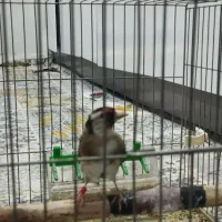 سهره نر متولد قفس