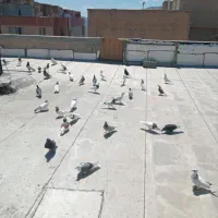 چند جفت کفتر بالا رو
