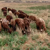 ۲۵ راس بره و توغلی نیم گوشت پای پروار|حیوانات مزرعه|اردبیل, |دیوار