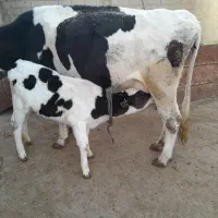 یک راس شنگل یکساله، و گاو با گوساله