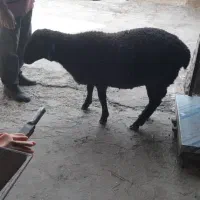 کارگر دانداری