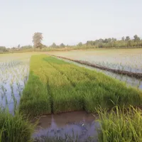 ۲۵۰سینی‌نشا‌هاشمی|خدمات باغبانی و درختکاری|رشت, حومه رشت|دیوار