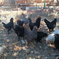 مرغ وخروس|حیوانات مزرعه|ارومیه, |دیوار