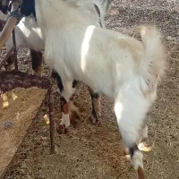 ۴ عدد تره نر درجه یک پاکستانی چاق است