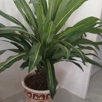 گل تزئینی|گل مصنوعی|مشهد, آزادشهر|دیوار