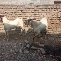 دوتا نر بز چاق|حیوانات مزرعه|گرگان, |دیوار