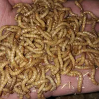 میلورم زنده و خشک فقط عمده