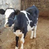 گوساله ماده سیمینتال