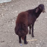 بره قوچی سرخ درجه یک|حیوانات مزرعه|گالیکش, |دیوار