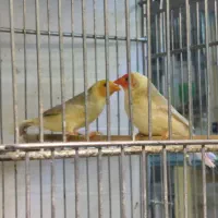 انواع فنچ های مولد و طوطی گرینچیک نئوفما پروتلت