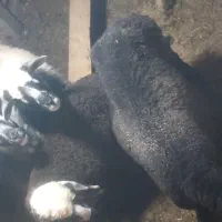 فروش گوسفند ابسته و با بچه|حیوانات مزرعه|رودسر, |دیوار