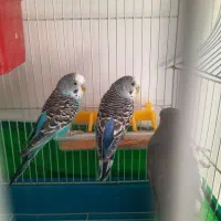 مرغ عشق و عروس هلندی