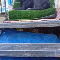 سگ روتوایلر