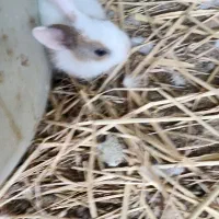 خرگوش کوچک قشنگ|موش و خرگوش|قشم, |دیوار