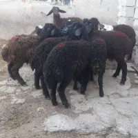 بره قزل نر و ماده سالم برای دامازدیخ