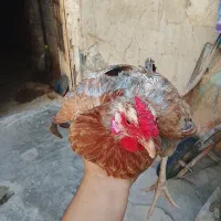 یک عدد مرغ تخمگذار