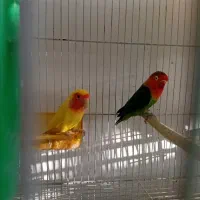 کوتوله و مینا