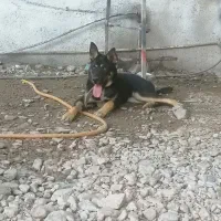 توله سگ ژرمن