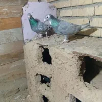 یک جفت کفتر سرور