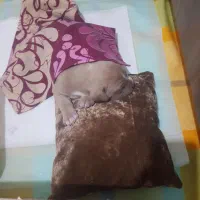 سگ پیت بول ۳ ماه|سگ|پردیس, فاز ۱|دیوار