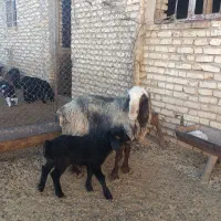 میش بره و میش ابستن|حیوانات مزرعه|خرامه, |دیوار