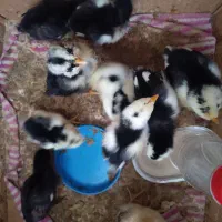 جوجه با مرغ مادر