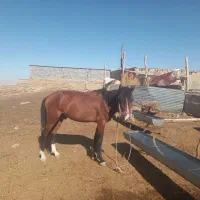 اسب نریان|اسب و تجهیزات اسبسواری|شیروان (خراسان), |دیوار