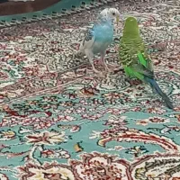 دومرغ عشق رام
