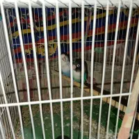 کوتوله برزیلی