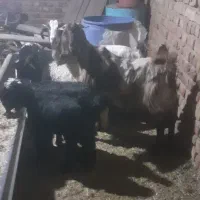 بزه کهرداره