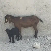 بز پاکستانی|حیوانات مزرعه|خورموج, |دیوار